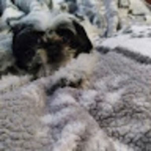 Meet your Posher, Abigail